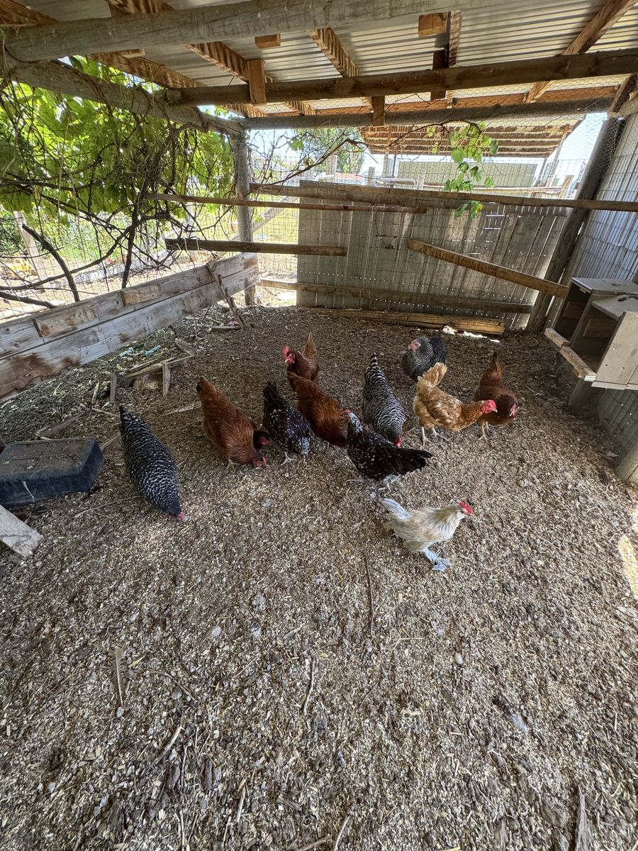 Spring Hens 