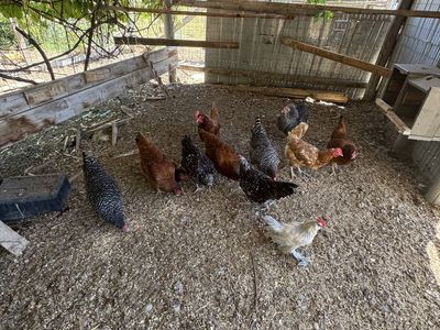 Spring Hens
