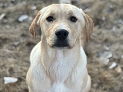 Golden Retriever/ Lab Mix puppies!
