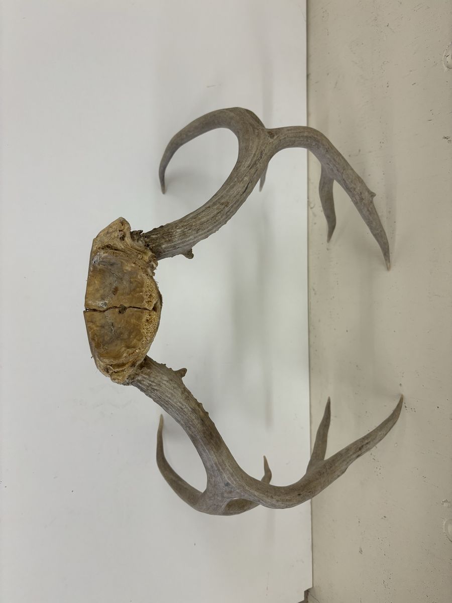 Main image 5