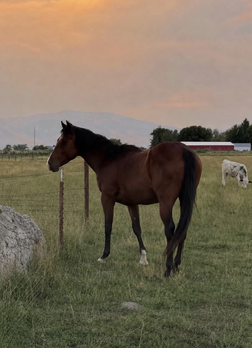 Stud Colt