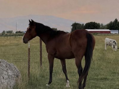 Stud Colt