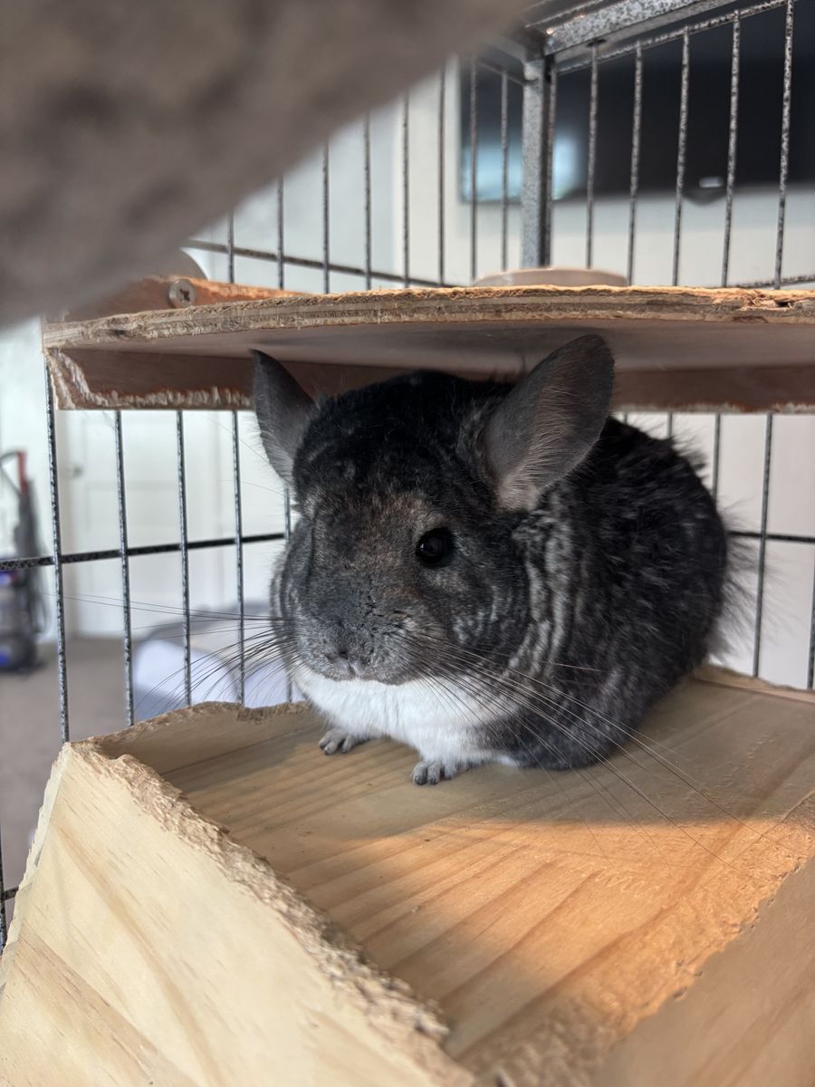 Chinchilla