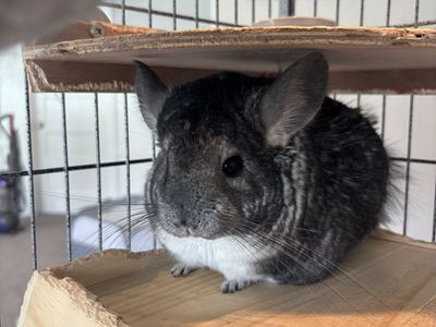 Chinchilla