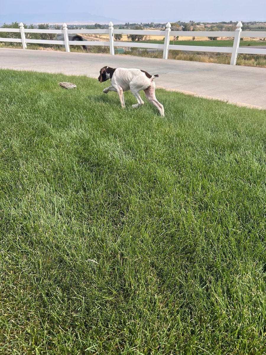 German Shorthair Pointer pup