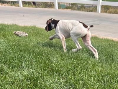 German Shorthair Pointer pup