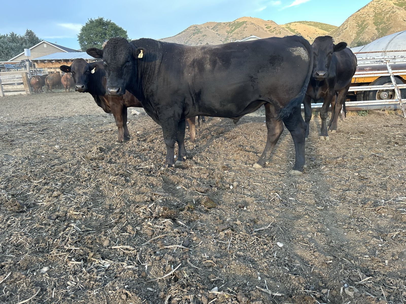 Registered Wagyu Bull