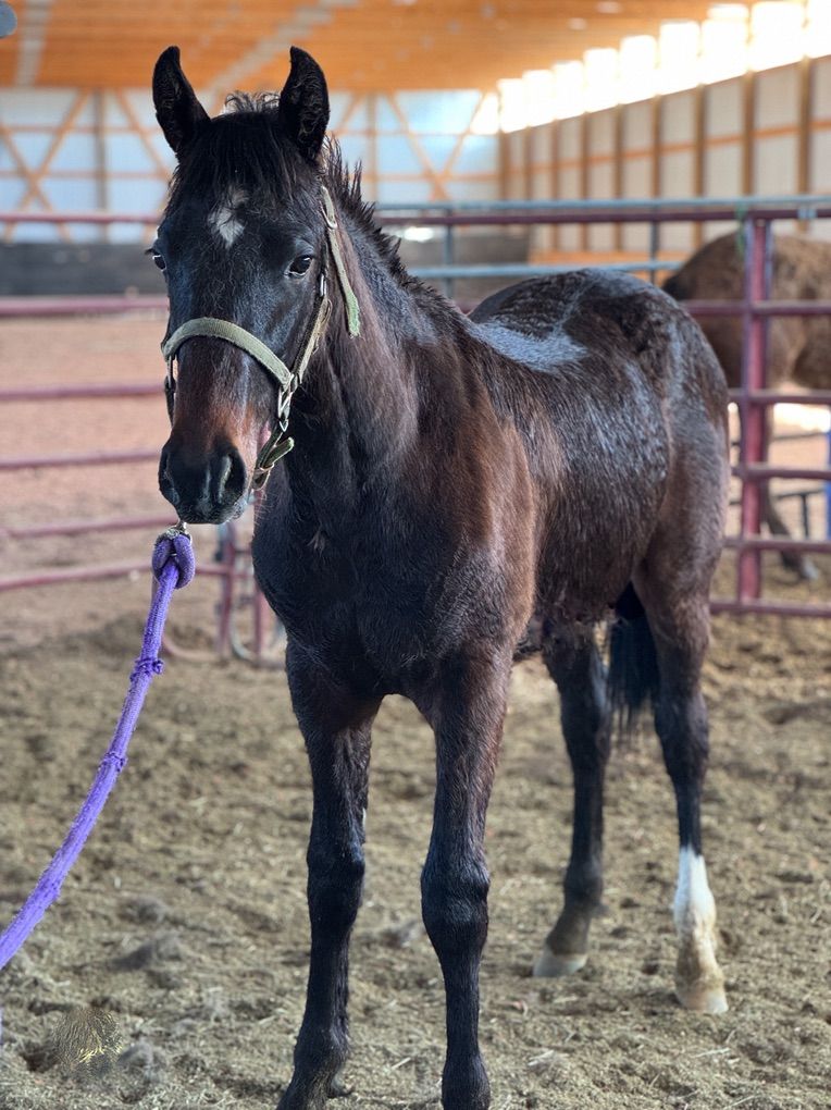 Well-Gaited Reg Yearling Foxtrotter Fox Trotter