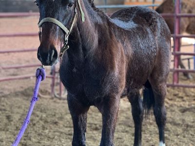 Well-Gaited Reg Yearling Foxtrotter Fox Trotter