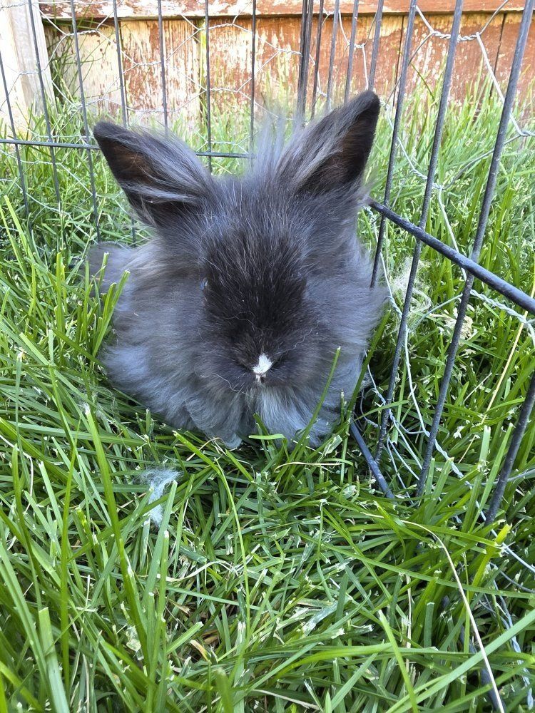 Lionhead rabbits for sale!