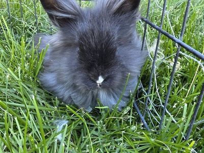 Lionhead rabbits for sale!