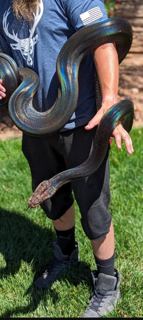 Multiple reticulated pythons