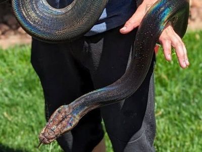Multiple reticulated pythons