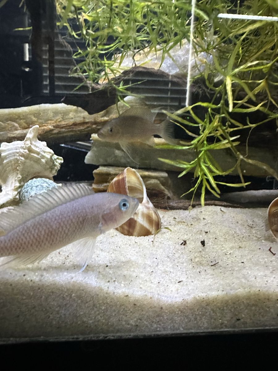 African cichlid Fish
