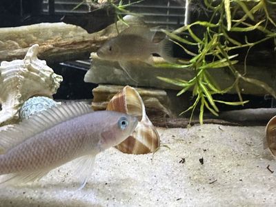 African cichlid Fish
