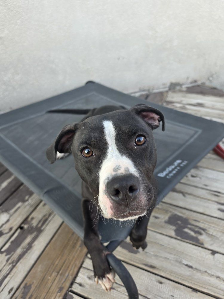 1 year old female staffy mix
