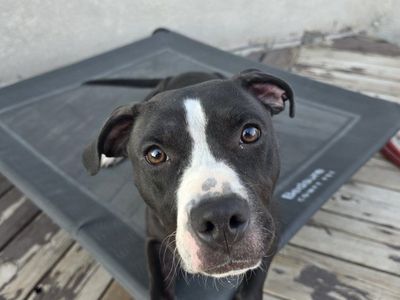 1 year old female staffy mix