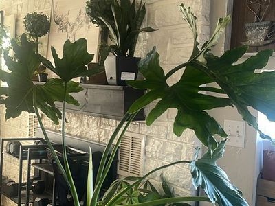 Healthy Split-Leaf Philodendron Plant in Black Pot - Large, Lush Foliage
