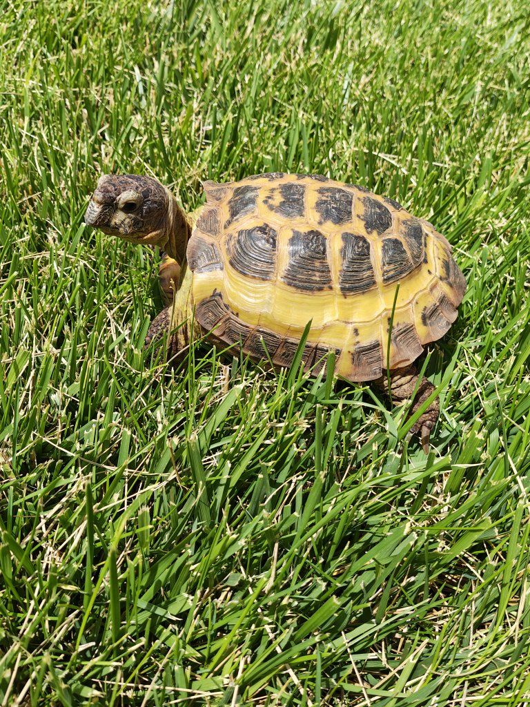 Yoshi the Russian Tortoise, with enclosure