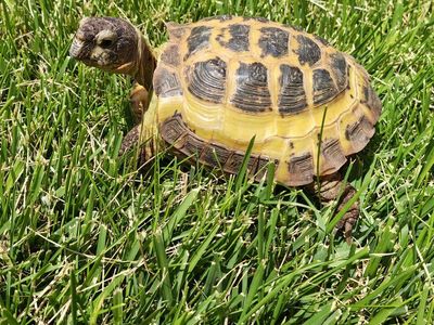 Yoshi the Russian Tortoise, with enclosure