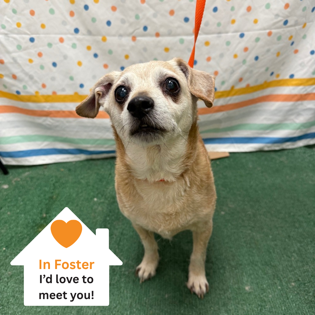 Hello my name is Nuggie