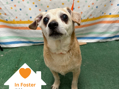 Hello my name is Nuggie