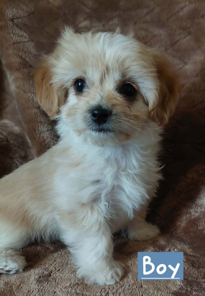 Malshihpoo