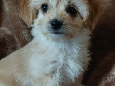 Malshihpoo
