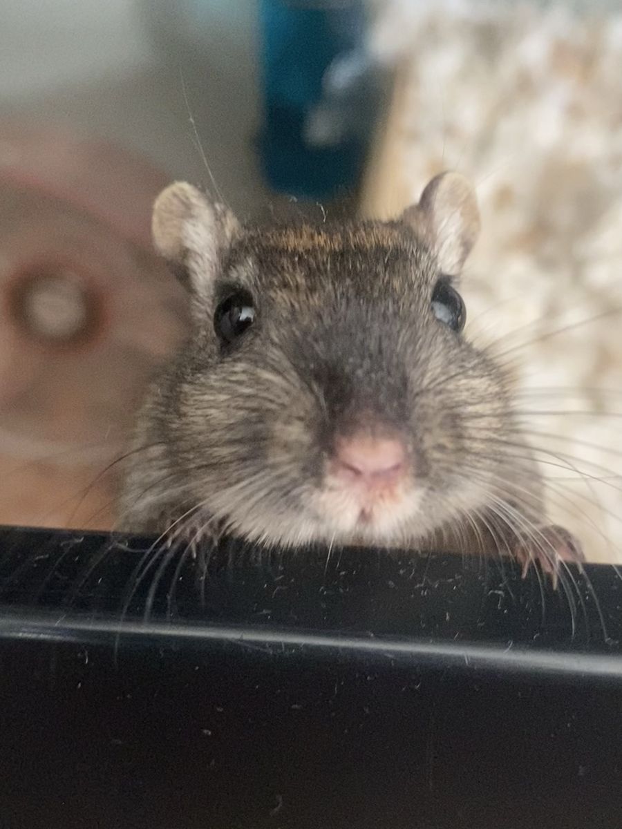 Male Gerbils