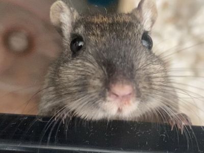 Male Gerbils