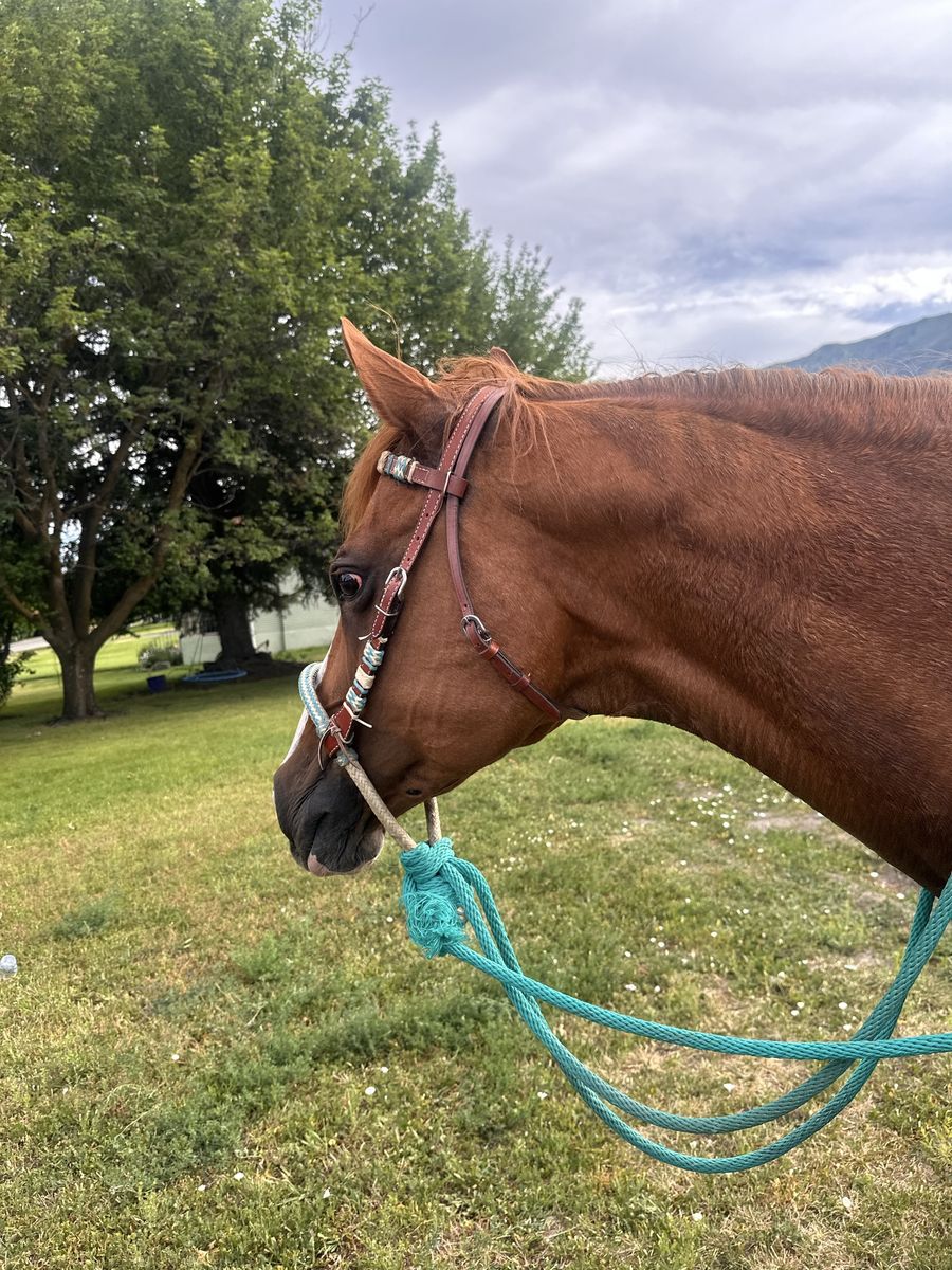 Great Trail Horse