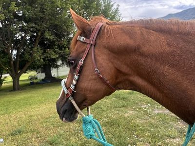 Great Trail Horse