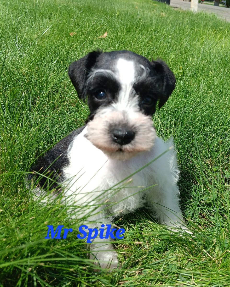 AKC MINIATURE SCHNAUZER  Mr Spike