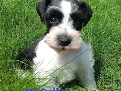 AKC MINIATURE SCHNAUZER Mr Spike
