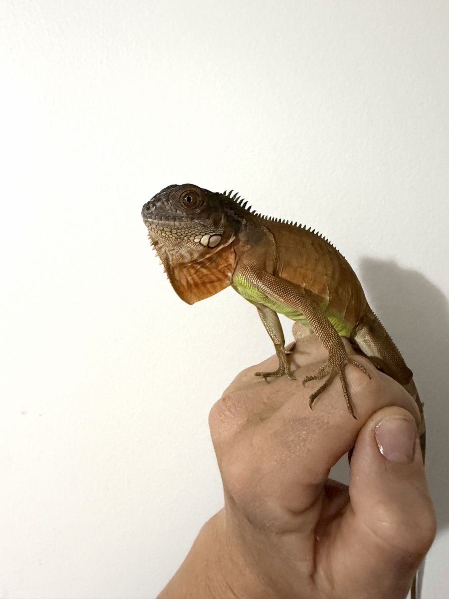 Red Iguana and Cage/Light (Juvenille, 8 mo old)