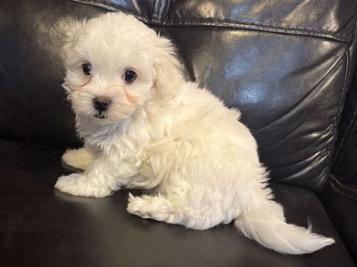 Maltese, Poodle, Maltipoo, Puppies