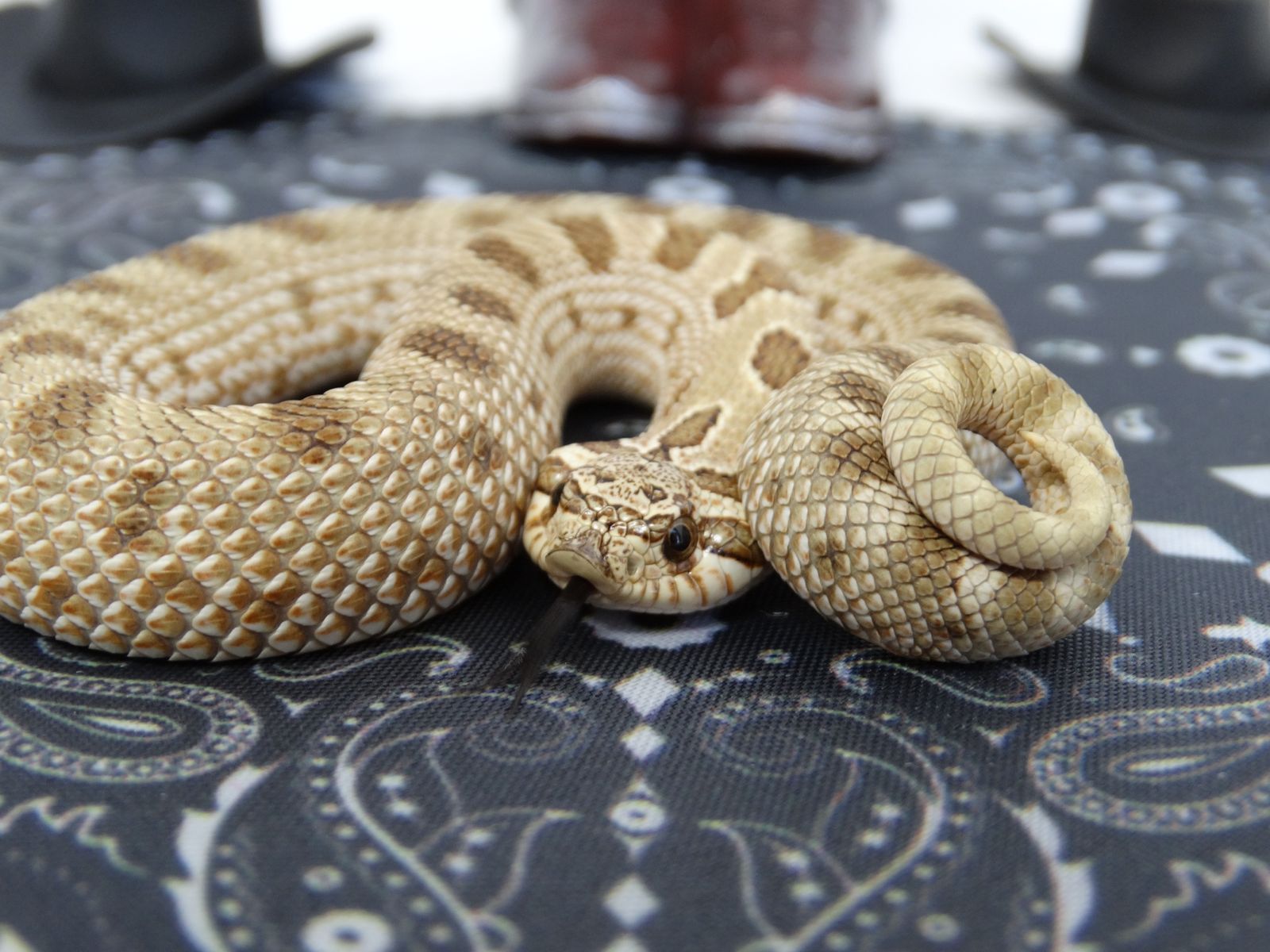 SALE! Hognose Male Arctic Anaconda het Stormclouds