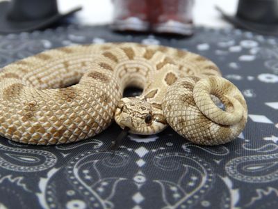 SALE! Hognose Male Arctic Anaconda het Stormclouds
