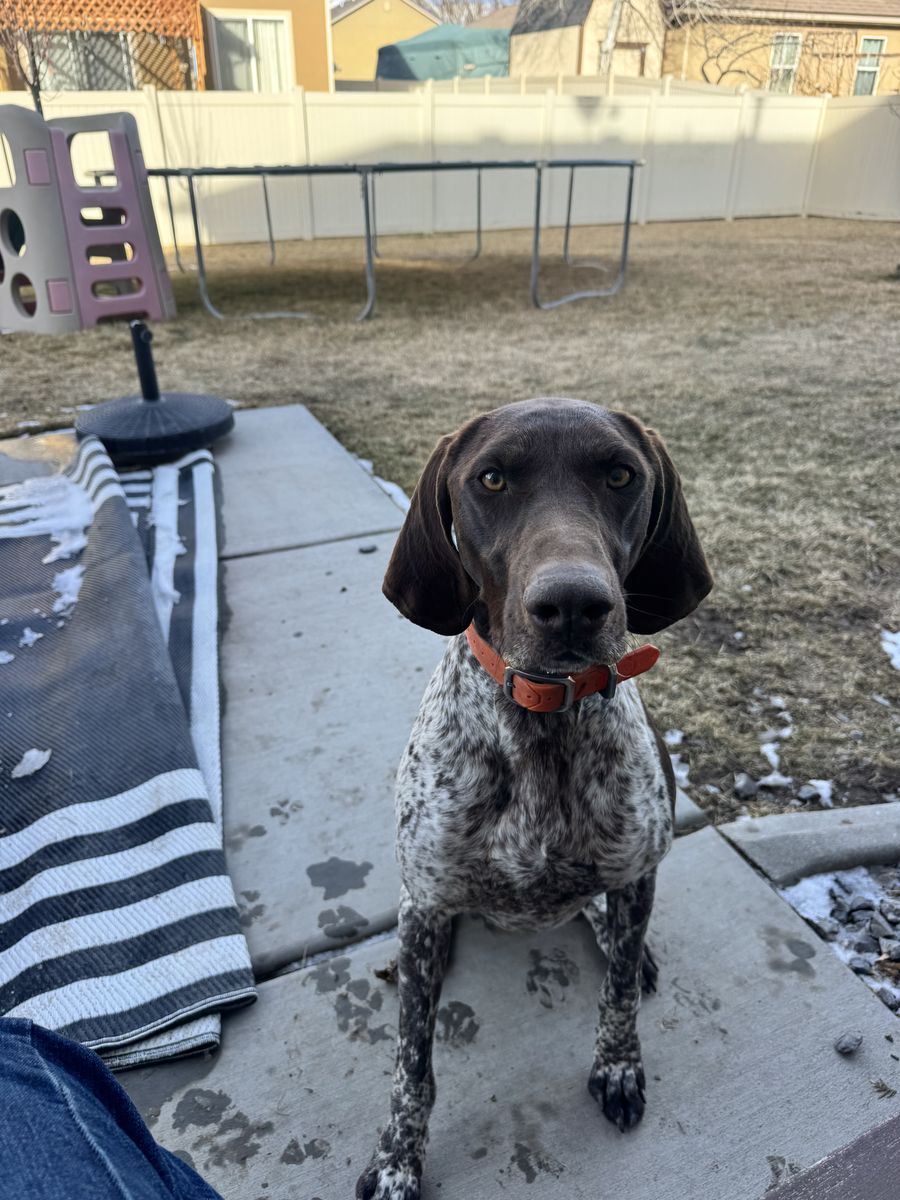 German Shorthair