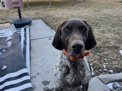 German Shorthair
