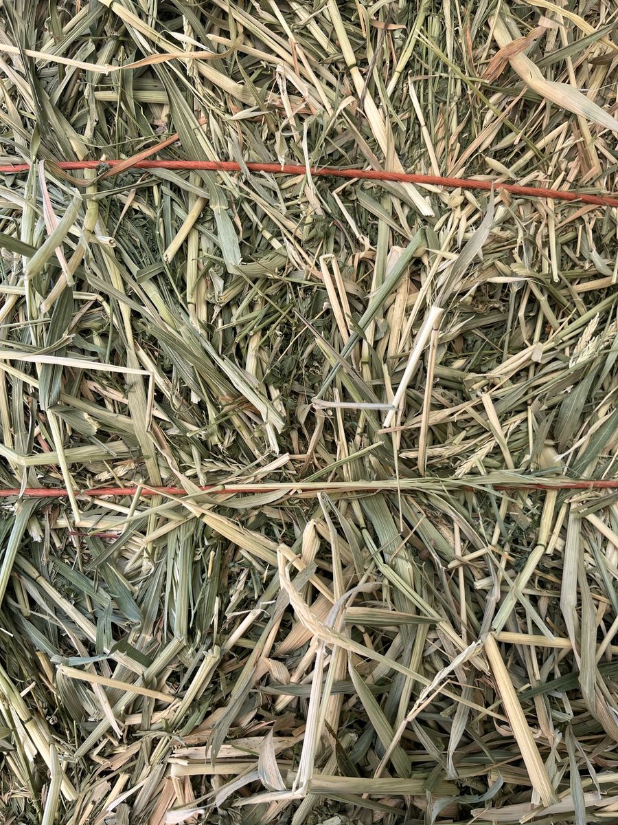 Oat alfalfa hay
