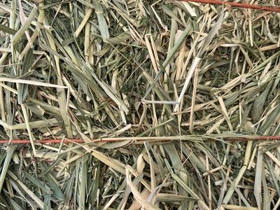 Oat alfalfa hay