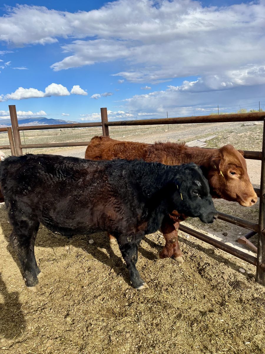 3 Yearling Angus Bulls