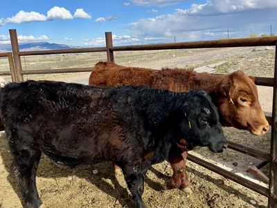 3 Yearling Angus Bulls