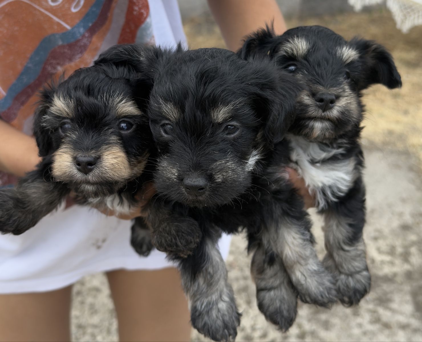 yorkiepoodles