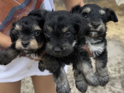 yorkiepoodles