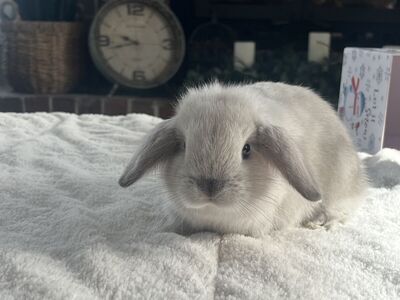 Frosty Holland Lop