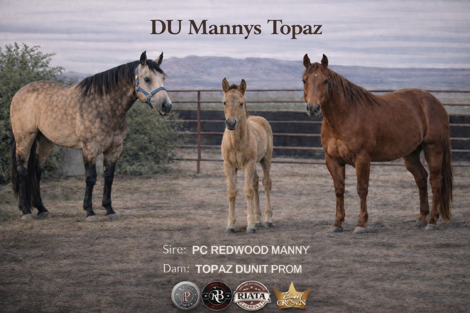 AQHA Incentivized Filly