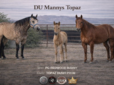 AQHA Incentivized Filly