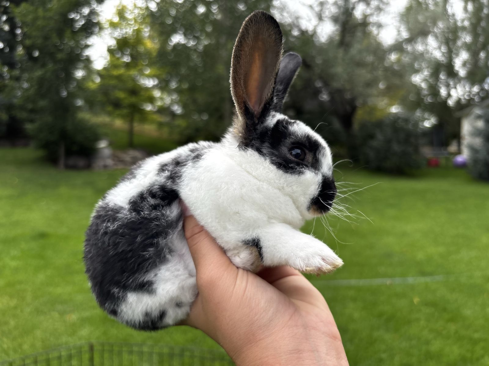 Purebred Mini Rex Bunnies 